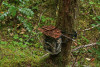camera trap