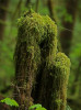 moss on a stump