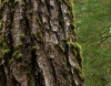Douglas fir trunk