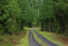 road at the Andrews Forest