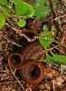 Rough-skinned newt