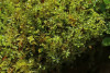 Moss