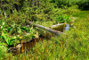 Pollination Biology Research Experiences for Undergraduates