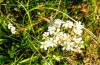 Pollination Biology Research Experiences for Undergraduates