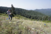 Pollination Biology Research Experiences for Undergraduates