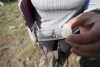 Pollination Biology Research Experiences for Undergraduates