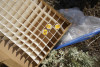 Pollination Biology Research Experiences for Undergraduates