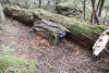 Small mammal field work, fall 2017