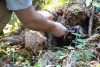 Small mammal field work, fall 2018