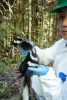 Small mammal field work, fall 2018