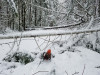 Snow and tree mortality event March 2019