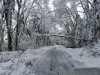 Snow and tree mortality event March 2019