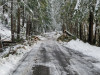 Snow and tree mortality event March 2019