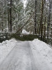 Snow and tree mortality event March 2019