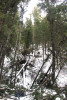 Snow and tree mortality event March 2019