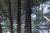 Snow and tree mortality event March 2019