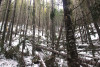 Snow and tree mortality event March 2019