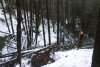 Snow and tree mortality event March 2019