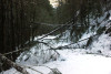 Snow and tree mortality event March 2019