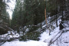 Snow and tree mortality event March 2019