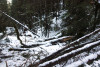 Snow and tree mortality event March 2019