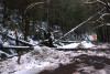 Snow and tree mortality event March 2019