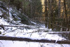 Snow and tree mortality event March 2019