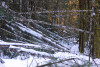 Snow and tree mortality event March 2019