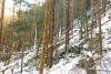 Snow and tree mortality event March 2019