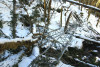 Snow and tree mortality event March 2019