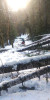 Snow and tree mortality event March 2019