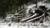 Snow and tree mortality event March 2019