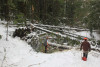 Snow and tree mortality event March 2019