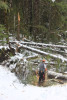 Snow and tree mortality event March 2019