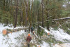 Snow and tree mortality event March 2019