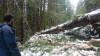 Snow and tree mortality event March 2019