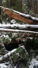 Snow and tree mortality event March 2019