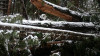 Snow and tree mortality event March 2019
