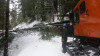 Snow and tree mortality event March 2019