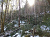 Snow and tree mortality event March 2019