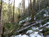 Snow and tree mortality event March 2019