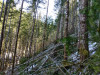 Snow and tree mortality event March 2019