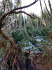 Snow and tree mortality event March 2019