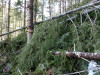 Snow and tree mortality event March 2019