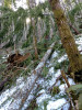 Snow and tree mortality event March 2019