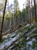Snow and tree mortality event March 2019