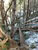 Snow and tree mortality event March 2019