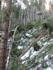 Snow and tree mortality event March 2019