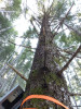 Snow and tree mortality event March 2019