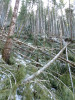 Snow and tree mortality event March 2019